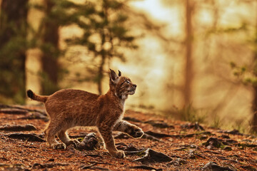 cub Eurasian lynx (Lynx lynx) alone in the woods against the low sun