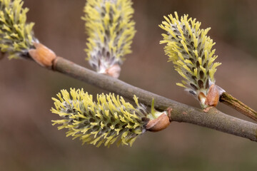 Weibliche Blüten der Korb-Weide (Salix viminalis), Weidenkätzchen. Weiden sind zweihäusig, d. h....