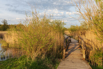 Bohlenweg durch Schilfröhricht und Weiden im Abendlicht im Brenner Moor bei Bad Oldesloe  in Schleswig-Holstein. ......