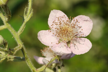 Blüte einer Brombeere (Rubus fruticosus agg.), Zweig mit Stacheln