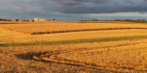 Weizenfeld im Abendlicht mit dunklen Wolken in Schleswig-Holstein. Am Horizont ist der Ostsee Ferienpark Heiligenhafen zu sehen.