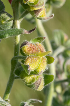 Unreife Fr&uuml;chte der Gew&ouml;hnliche Hundszunge (Cynoglossum officinale). Die Fr&uuml;chte sind Kletthafter und Klausenfr&uuml;chte, die sp&auml;ter in vier Teile zerfallen. 