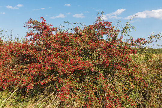 Strauch des Eingriffeligen Weißdorns (Crataegus monogyna) im Herbst mit roten Früchten in einem Knick bei Dazendorf in Schleswig-Holstein