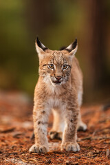 Naklejka na ściany i meble cub Eurasian lynx (Lynx lynx) portrait close up