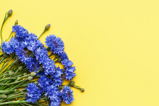 Blue cornflowers bouquet on a bright yellow background. Greeting card. Top view, copy space