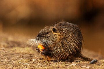 young muskrat (Ondatra zibethicus) found something to eat on the shore