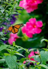 A beautiful eastern tiger swallowtail drinking nectar from  zinnias.