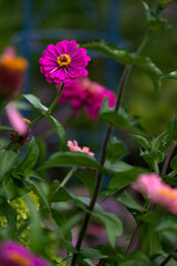 Macro of beautiful fuchsia zinnia elegans in a midwest garden.