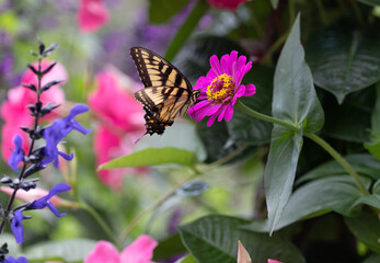 Macro of a Eastern tiger swallowtail Butterfly alighting on an zinnia n a cottage garden in Chicago