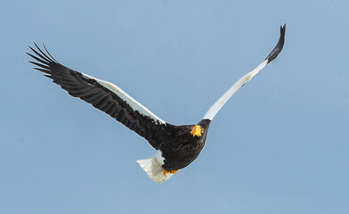 Adult Steller's sea eagle in flight. Blue sky background. Scientific name: Haliaeetus pelagicus. Natural Habitat. Winter Season.