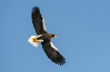Adult Steller's sea eagle in flight. Blue sky background. Scientific name: Haliaeetus pelagicus. Natural Habitat. Winter Season.