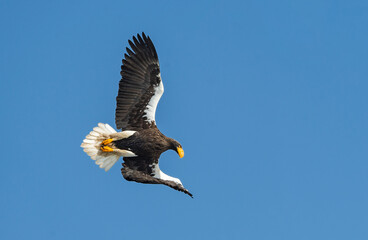 Adult Steller's sea eagle in flight. Blue sky background. Scientific name: Haliaeetus pelagicus. Natural Habitat. Winter Season.