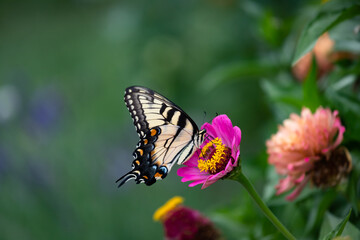 Fototapeta na wymiar Macro of a Eastern tiger swallowtail Butterfly alighting on an zinnia n a cottage garden in Chicago