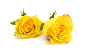 Beautiful yellow rose isolated on white background