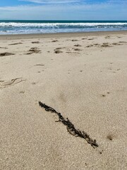 Seaweed on the sand at Ventura Beach with Pacific Ocean in background, California