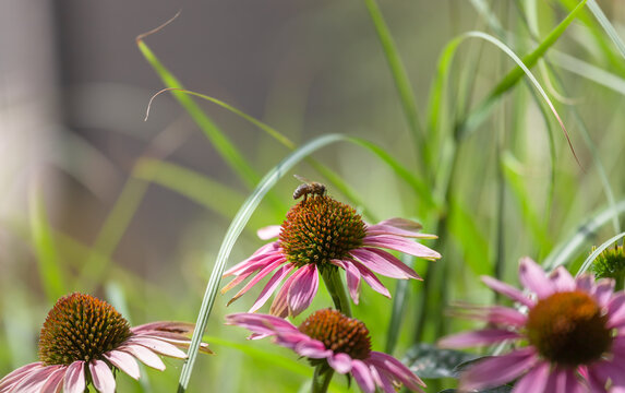 Closeup of Purple coneflowers, echinacea purpurea, with honey bees photographed in a midwest garden with a bokeh background of ornamental grasses. 