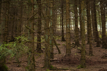 Green Forest, sky and nature photos from the Harz, Germany.