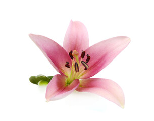 Pink lily flowers on a white background 