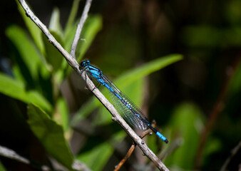 Blue Dragonfly