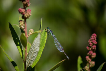 Small dragonfly