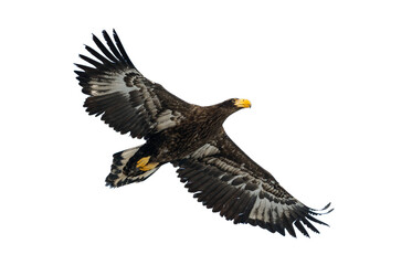 Juvenile Steller's sea eagle in flight . Scientific name: Haliaeetus pelagicus. Isolated on white. White  background.