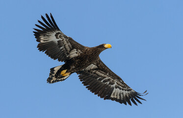Juvenile Steller's sea eagle . Scientific name: Haliaeetus pelagicus. Blue sky background.