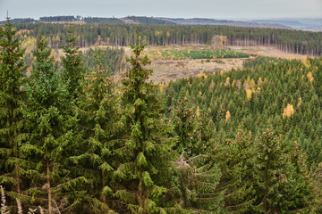 Green Forest, sky and nature photos from the Harz, Germany.