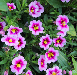 Fototapeta na wymiar Colorful petunia flowers in the garden in Spring time. Shallow depth of field