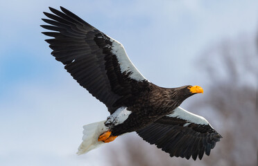 Adult Steller's sea eagle in flight. Winter Mountain background. Scientific name: Haliaeetus pelagicus. Natural Habitat. Winter Season.