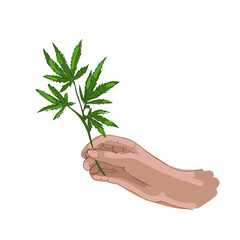 Medical cannabis, hemp.Human hand holding a cannabis branch on a white background. Legalization of cannabis. Vector illustration, hand drawing marijuana in hand,sketch style