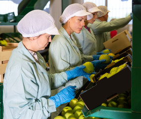 positive female employees in uniform sorting fresh ripe apples on producing grading line