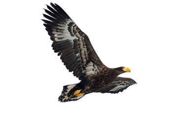 Juvenile Steller's sea eagle in flight . Scientific name: Haliaeetus pelagicus. Isolated on white. White  background.