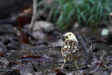 black faced bunting in the forest garden