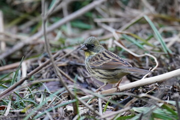 black faced bunting in the forest garden