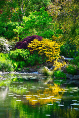 Fototapeta premium ogród japoński, kwitnące różaneczniki i azalie, ogród japoński nad wodą, japanese garden, blooming rhododendrons and azaleas, Rhododendron 