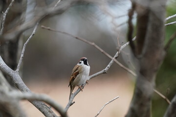 sparrow in the forest