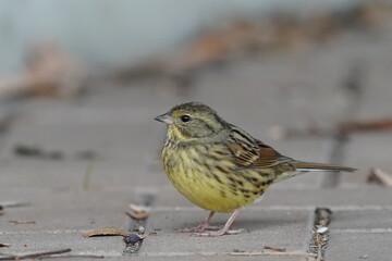 black faced bunting in the forest garden