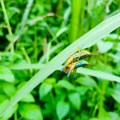 Male and female green grasshopper mating on a green leaf, Locust, insect, animal.