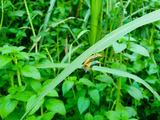 Male and female green grasshopper mating on a green leaf, Locust, insect, animal.