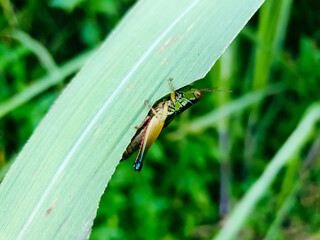 A green grasshopper is sitting on a green leaf. Grasshopper in nature.