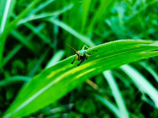 A green grasshopper is sitting on a green leaf. Grasshopper in nature.