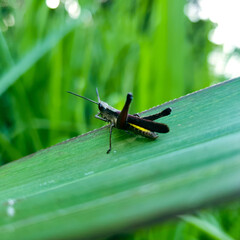 grasshopper on a green leaf