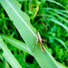 grasshopper on a leaf