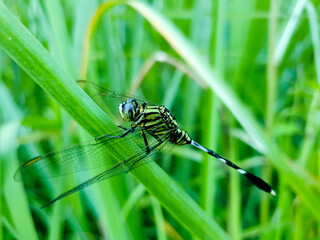 dragonfly on green leaf