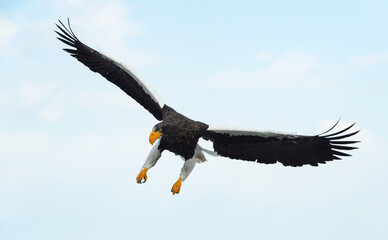 Adult Steller's sea eagle landed.  Scientific name: Haliaeetus pelagicus. Blue sky and ocean background.  Winter Season.