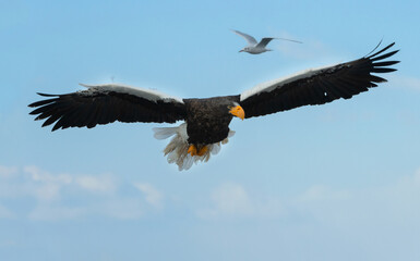 Adult Steller's sea eagle in flight. Scientific name: Haliaeetus pelagicus. Blue sky and ocean background.