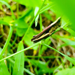 grasshopper sitting on a grass