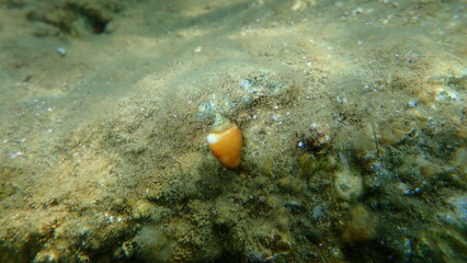 Obraz na płótnie Canvas Sea snail Mediterranean cone (Conus ventricosus) undersea, Aegean Sea, Greece, Halkidiki 