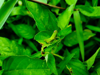 A green grasshopper is sitting on a green leaf. Grasshopper in nature.