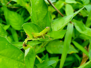 A green grasshopper is sitting on a green leaf. Grasshopper in nature.